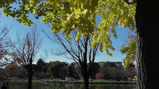 オオバン　師走初めのきょうの浮間公園３（２０２４年１２月１日（日）撮影）