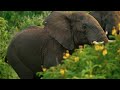 wild uganda terra mater studios official trailer