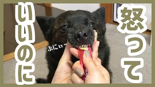 【甲斐犬】オヤツに夢中で何されても怒らない犬が可愛すぎる！(笑)