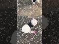 桜並木を散歩する犬 チワマル 桜 京都