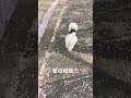 桜並木を散歩する犬 チワマル 桜 京都