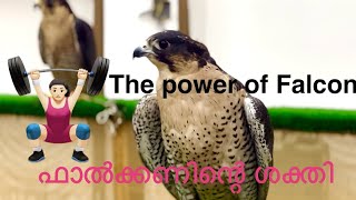 Biggest Falcon Souq in Qatar |ഖത്തറിലെ ഏറ്റവും വലിയ ഫാൽക്കൺ സൂഖ്| #falcons #qatar #viral#birds