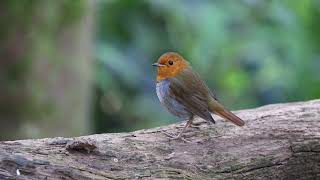 日本歌鴝(Japanese Robin (male))