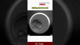 19. Fertilization in IVF - Animated Video      #srichakrahospital #udumalpet #doctor #ivf