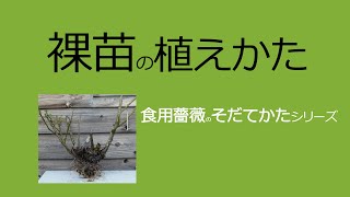 裸苗の植えかた　初めて裸苗を買った方むけ。ポイント２つ！