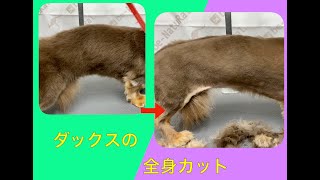 【全身カット】全身バリカンカット：ダックス