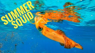 How to catch DAYTIME SUMMER SQUID in NZ