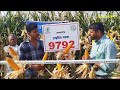 मजबूत तना भरपूर उपज मक्का 9792 maize shriram bioseed genetics