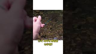 1급수 계곡에 통발놓으면?#shorts