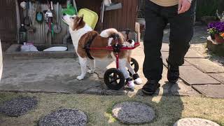 ミックス犬のタロウ君　犬用車椅子で歩く