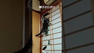 障子の張替えを無意味にするいたずら猫