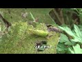 30秒の心象風景20406・枯れ始めた葉に～ツチイナゴの幼虫～