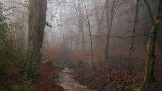 Discover the Magic of FOG in Autumn Photography!