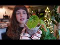 i have 300 houseplants u0026 these are my top 10 🌿🥇