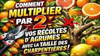 Comment, Pourquoi et Quand tailler les charpentières de vos agrumes ? La première étape de la taille