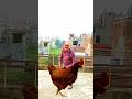 funny hen vfx magic video |Kine Master Editing #funny #viral #9mfilms