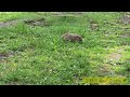 🏔️ we found a groundhog while hiking mount royal in quebec montreal canada shortvideo 🇨🇦