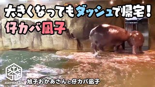 【旭山動物園】大きくなってもダッシュで移動！お部屋に帰る仔カバ凪子[Asahiyama Zoo] Baby hippo, Nagiko, and her mom, Asako