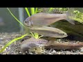 日本の川魚【日本産淡水魚】を飼育してみる【アクアリウム】