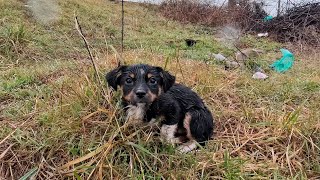 Shivering Soaking Tiny Puppy  Rescued Out of the Rain just in Time