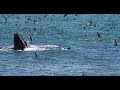 Feeding Frenzy, Gulls, Pelicans Cormorants Sea Lions and Whales