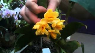 OrchidWeb - Dendrobium sulcatum