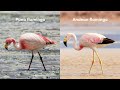 all 6 flamingo species u0026 how to identify them