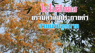 ใบไม้สีทอง ฤดูกาลใบไม้เปลี่ยนสี สวยน่าปลูกมาก [ดินแดนแห่งเสรีภาพ]