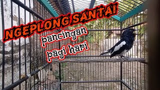 kacer ngeplong santai cocok buat pancingan pagi hari