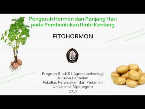 Kelompok 1-B Fitohormon (Pengaturan Hormon Dan Panjang Hari Terhadap ...