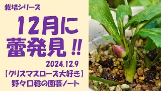 2024.12.9 12月に蕾発見‼