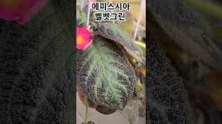 #은혜화훼판매장 #에피스시아 벨벳그린