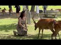 海外の反応 素晴らしい動画 美しい観光客が 奈良の鹿への愛情を表現 nara deer 奈良公園 japan