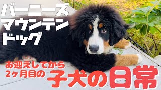 お迎えしてから2ヶ月目の日常をまとめました バーニーズマウンテンドッグの子犬