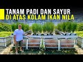 Sekali Panen Dapat Padi Ikan dan Sayur Segar Hasil Aquaponik