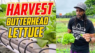 Grow the BEST Butterhead Lettuce with This Simple Trick!