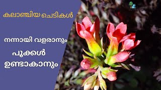 Kalanchoe plant complete care in Malayalam | കലാഞ്ചോ or കലാഞ്ചിയ പരിചരണം | Flowering Tips \u0026 Care