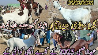 Bakra Mandi Hyderabad | Latest update Today | Bypass Mandi | date 05/02/2025