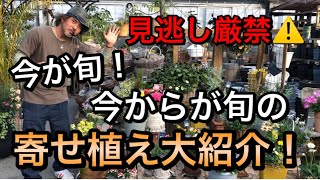 【寄せ植え】今が旬！今からが旬の春の寄せ植え大紹介☆