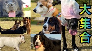 大型犬超大型犬大集合‼️ここわ天国？😍 ドッグラン グレートデン バーニーズマウンテンドッグ ジャーマンシェパード ホワイトシェパード ボーダーコリー コーギー ドゥードル 柴犬 黒ラブ