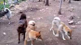 Shikoku Ken (四国犬) Ahi, Loa, and Rakka meet