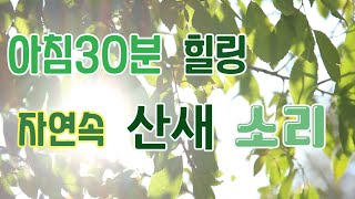 산새소리 힐링 명상 ,하루 30분 눈을 감고 휴식하세요