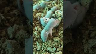 หนูคลอดลูกในกองขี้วัว | Mice give birth in cow dung