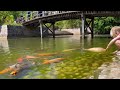 สวนสไตล์ญี่ปุ่นในเบลเยี่ยม japanese garden in hasselt belgium