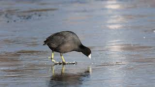 Coots on ice video