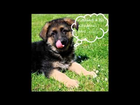 Six causes of lip smacking in dogs Six causes of lip smacking in dogs