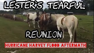 Tearful Reunion with farm animals after Hurricane Harvey flooding #LonghornLester’s