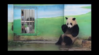 20211105 圓寶黏媽意何圖 彪爸噴器引關注(早餐下) Giant Panda Yuan Yuan \u0026 Yuan Bao