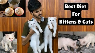 Healthy homemade food for Persian Cats \u0026 Kittens 🍲 || best diet plan for Cat’s