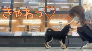 2025.2.14お散歩練習9日目！！！毎日頑張る豆柴ちゃん！！